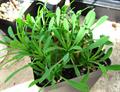 Euphorbia cocklebur